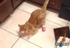 Tags: cats, infection, meet, protozoan, reported, waffles (GIF in My r/CATS favs)