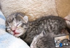 Tags: cat, cats, kittens, pound, pregnant, rescued (Pict. in My r/CATS favs)