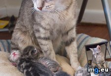 Tags: cat, cats, kittens, pound, pregnant, rescued (Pict. in My r/CATS favs)