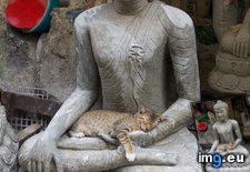Tags: buddha, cat, cats, crosspost, hands, images, resting, safe (Pict. in My r/CATS favs)