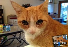 Tags: cats, rip, squeekies (Pict. in My r/CATS favs)