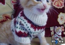 Tags: cats, rocking (Pict. in My r/CATS favs)