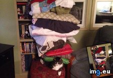 Tags: care, cats, not (Pict. in My r/CATS favs)