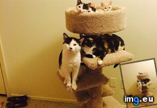 Tags: cat, cats, love, safe, tower (Pict. in My r/CATS favs)