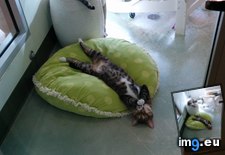 Tags: cats, guys, saw, shelter (Pict. in My r/CATS favs)