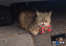 Tags: cat, cats, christmas, merry, saw, school, way (Pict. in My r/CATS favs)