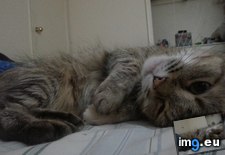 Tags: cats, say (Pict. in My r/CATS favs)