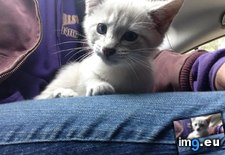 Tags: cats, face (Pict. in My r/CATS favs)