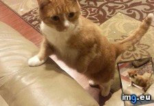 Tags: cats, figuring, hard, part (Pict. in My r/CATS favs)
