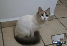 Tags: cats (Pict. in My r/CATS favs)