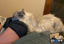 Tags: attached, bit, cats, decides, movies, room, watch, way (Pict. in My r/CATS favs)