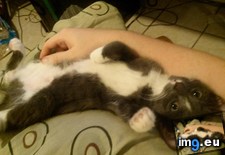 Tags: belly, cats, likes, rubs (Pict. in My r/CATS favs)