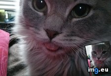 Tags: cats, likes, tickle, tongue (Pict. in My r/CATS favs)
