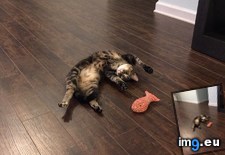 Tags: cats, fishy, loves (Pict. in My r/CATS favs)