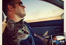 Tags: cats, moving, one, pilot, played, state (Pict. in My r/CATS favs)