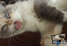 Tags: camera, cats, heard, out, peacefully, she, shutter, sleeping, sticking, tongue, was (Pict. in My r/CATS favs)