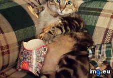 Tags: aunt, cat, cats, shit (Pict. in My r/CATS favs)