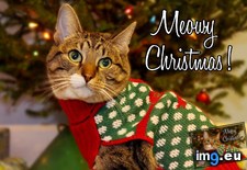 Tags: apartment, card, cats, christmas, shooting (Pict. in My r/CATS favs)