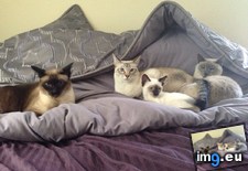 Tags: cats, cuddle, puddle, siamese (Pict. in My r/CATS favs)
