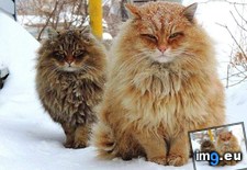 Tags: cats, siberian, spring, waiting (Pict. in My r/CATS favs)