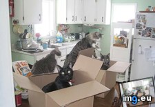 Tags: boxes, cats, kitchen, putting, silly (Pict. in My r/CATS favs)