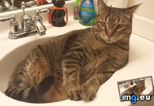 Tags: cat, cats, sink (Pict. in My r/CATS favs)