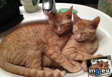 Tags: cats, sink, sisters, sleeping (Pict. in My r/CATS favs)