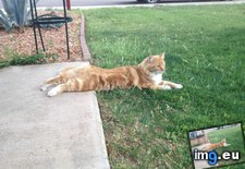 Tags: cats, comfy, grasshopper, lunged, missed, sidewalk, sitting (Pict. in My r/CATS favs)