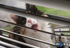 Tags: cat, cats, morning, reaction, snuck, was (Pict. in My r/CATS favs)