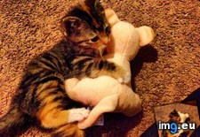 Tags: animal, cat, cats, got, nala, obsessed, she, stuffed (Pict. in My r/CATS favs)