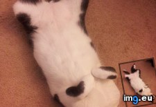 Tags: cats, damn, day, get, him, job (Pict. in My r/CATS favs)