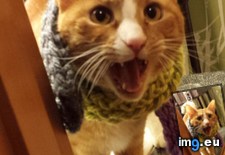 Tags: cat, cats, mom, say, scarf (Pict. in My r/CATS favs)