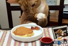Tags: breakfast, cat, cats, eating, sister (Pict. in My r/CATS favs)