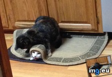 Tags: cats (Pict. in My r/CATS favs)