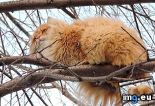 Tags: cats, solnyshko (Pict. in My r/CATS favs)