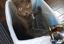 Tags: cats, caught, digging, trash (Pict. in My r/CATS favs)