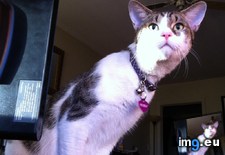 Tags: cats, caught, eye (Pict. in My r/CATS favs)