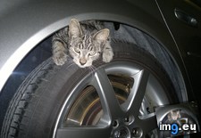 Tags: car, cats, hiding, wheel (Pict. in My r/CATS favs)