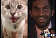 Tags: aziz, cat, cats, face (Pict. in My r/CATS favs)