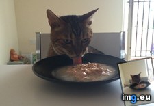 Tags: cat, cats, dinner, eat, lonely, one, refuse, sit (Pict. in My r/CATS favs)