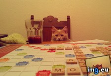 Tags: cats (Pict. in My r/CATS favs)