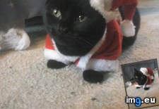 Tags: cats, cheer, christmas, spreading (Pict. in My r/CATS favs)