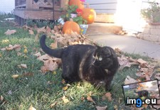 Tags: cats, day, enjoying, fall, nice, stella (Pict. in My r/CATS favs)
