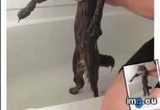 Tags: cats, favorite, one (Pict. in My r/CATS favs)