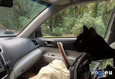 Tags: cats, stowaway (Pict. in My r/CATS favs)