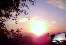 Tags: cat, cats, sunset (Pict. in My r/CATS favs)