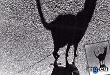 Tags: cats, shadows, sunsets, tall (Pict. in My r/CATS favs)