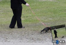 Tags: cats, day, park, swashy (Pict. in My r/CATS favs)