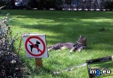 Tags: cats, not, rules, technically (Pict. in My r/CATS favs)