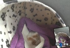 Tags: cats, kitten, motorway, teeny, tiny, update (Pict. in My r/CATS favs)